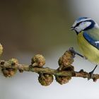 --- Blaumeise ---   ( Parus caeruleus )