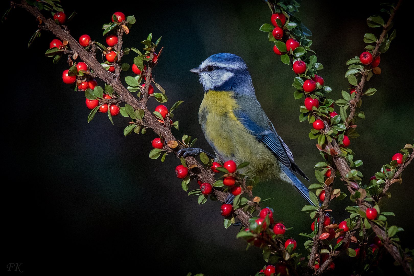        ***  Blaumeise * Parus caeruleus ***