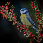        ***  Blaumeise * Parus caeruleus ***