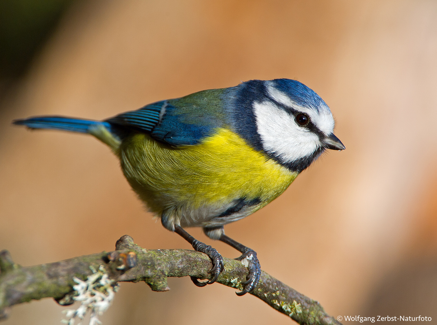 --- Blaumeise ---  ( Parus caeruleus )