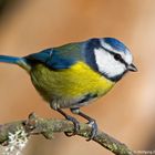 --- Blaumeise ---  ( Parus caeruleus )