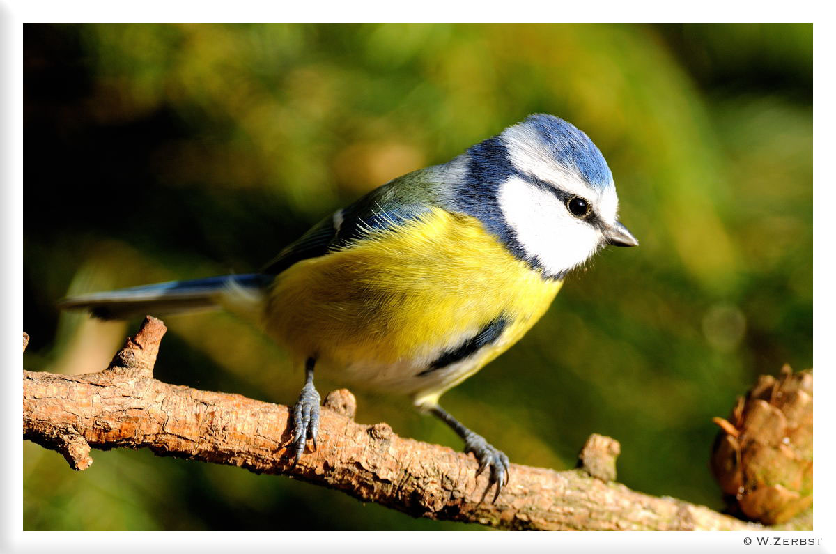 - Blaumeise - ( Parus caeruleus )