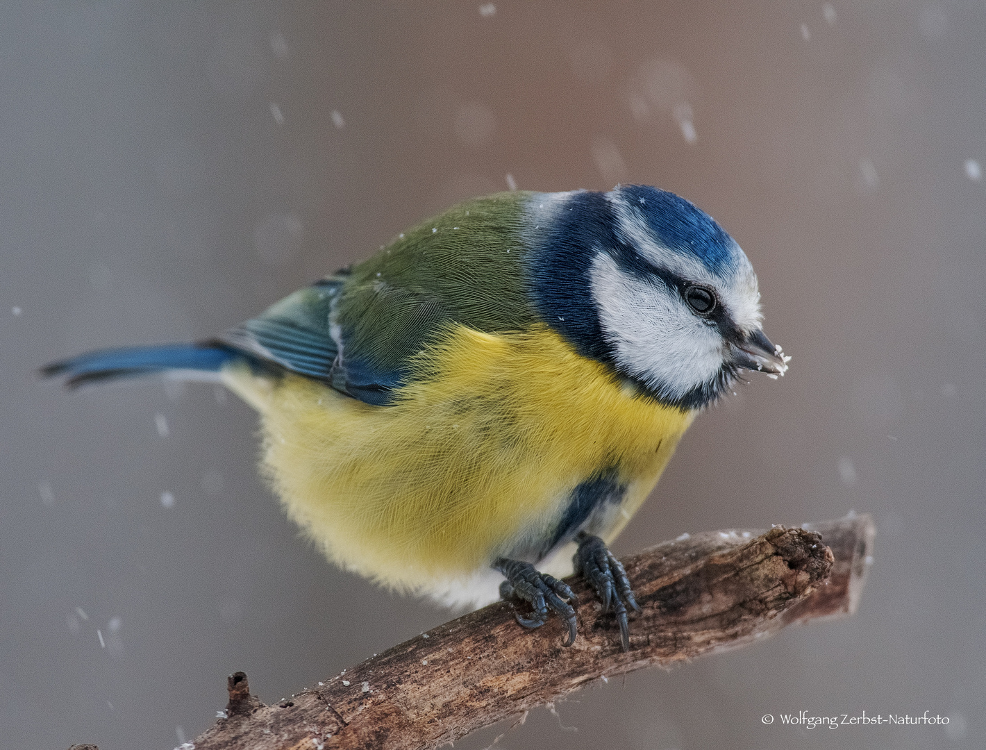 - BLAUMEISE-  ( Parus caeruleus )