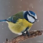 - BLAUMEISE-  ( Parus caeruleus )