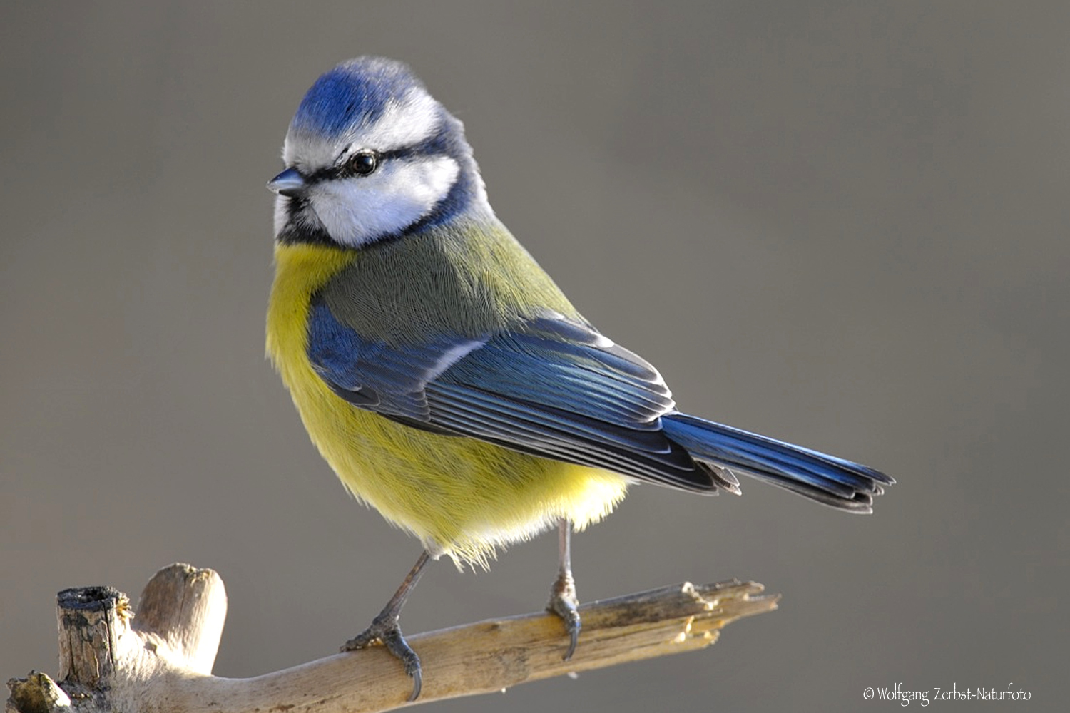 --- Blaumeise ---   ( Parus caeruleus )