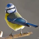 --- Blaumeise ---   ( Parus caeruleus )