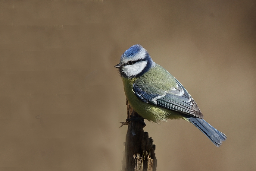 Blaumeise (Parus caeruleus)