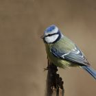 Blaumeise (Parus caeruleus)