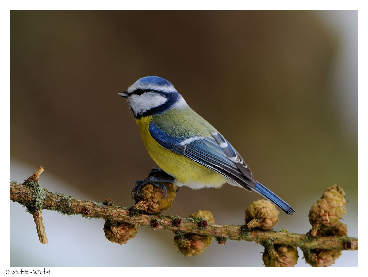 + Blaumeise + ( Parus caeruleus )