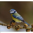 + Blaumeise + ( Parus caeruleus )