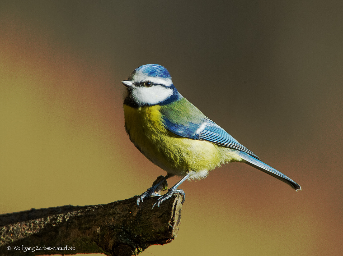  - BLAUMEISE - ( Parus caeruleus )