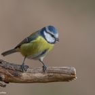 -- Blaumeise --   ( Parus caeruleus )