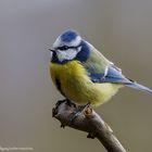  - BLAUMEISE -  ( Parus caeruleus )