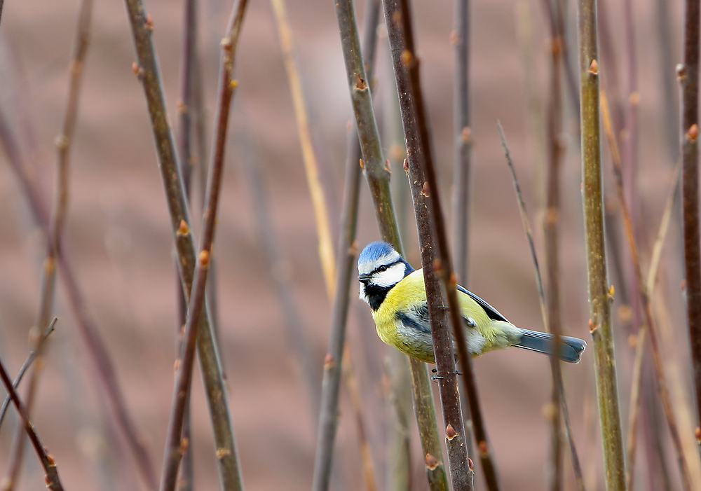 Blaumeise ( Parus caeruleus )