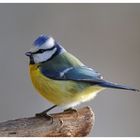 -- Blaumeise -- ( Parus caeruleus )