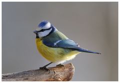 -- Blaumeise -- ( Parus caeruleus )