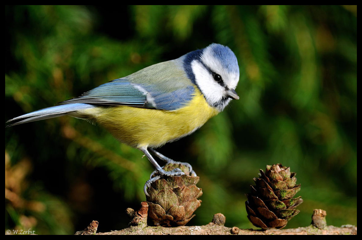 - Blaumeise - ( Parus caeruleus )