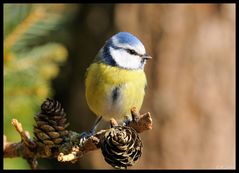 - Blaumeise - ( Parus caeruleus )