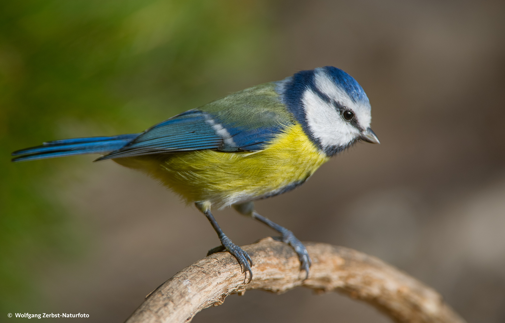 --- Blaumeise ---   ( Parus caeruleus )