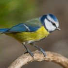 --- Blaumeise ---   ( Parus caeruleus )