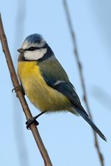 Blaumeise (Parus caeruleus)