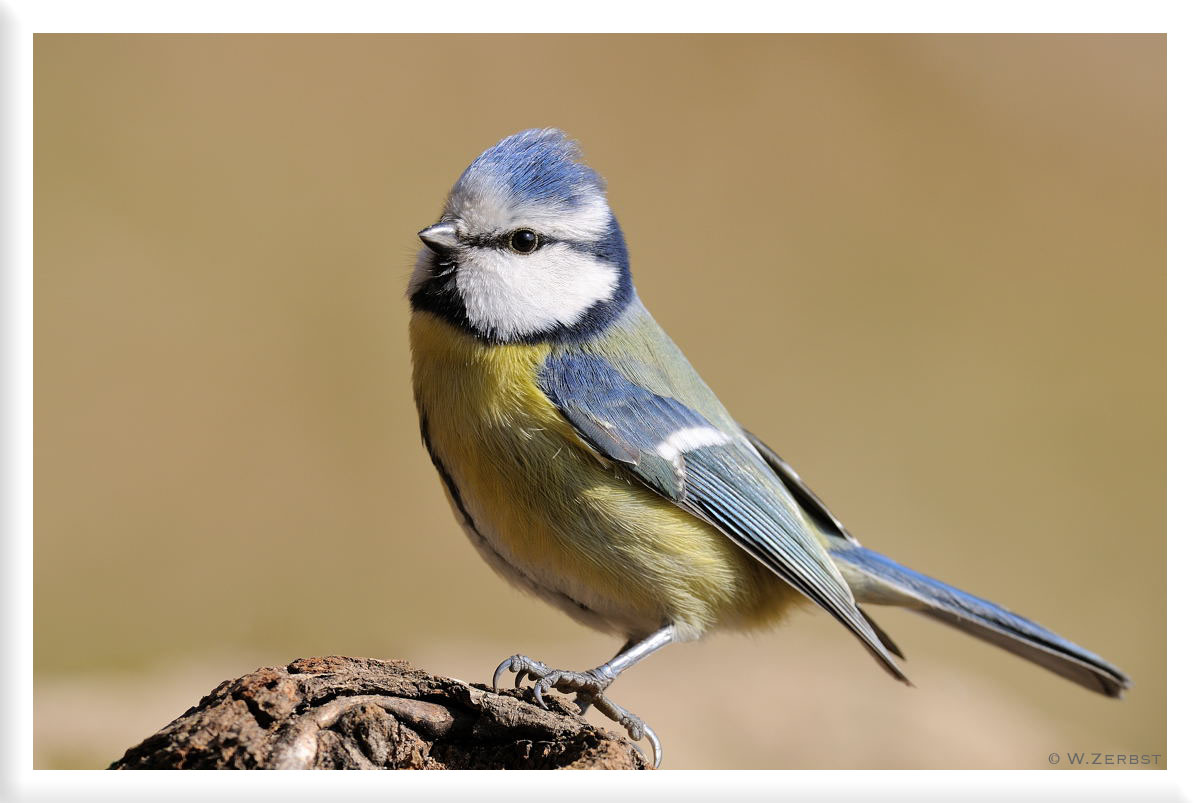 - Blaumeise - ( Parus caeruleus )