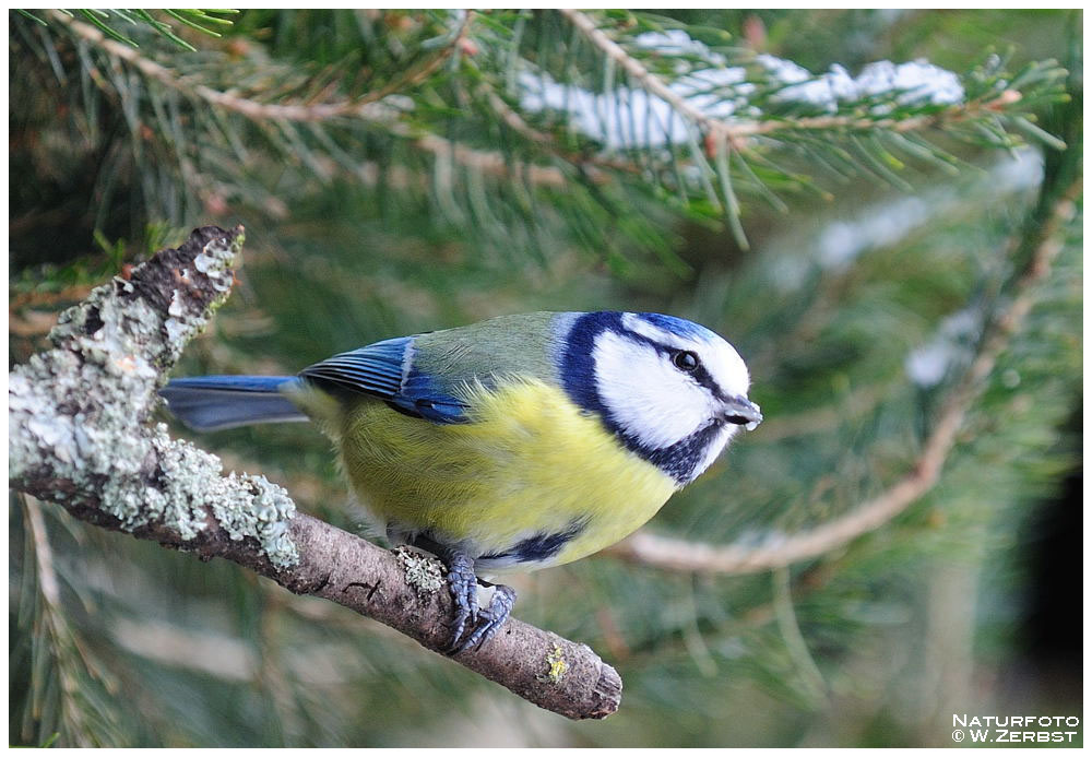 - Blaumeise - ( Parus caeruleus )