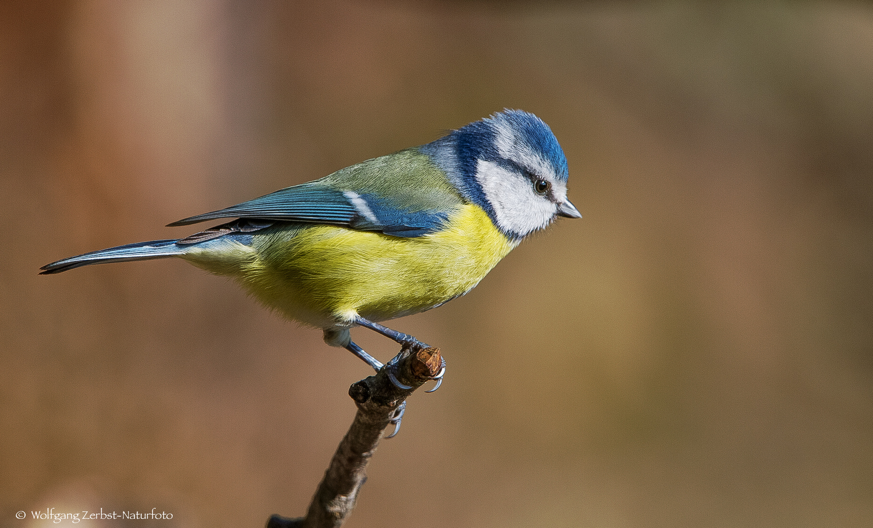   - BLAUMEISE -  ( Parus caeruleus )