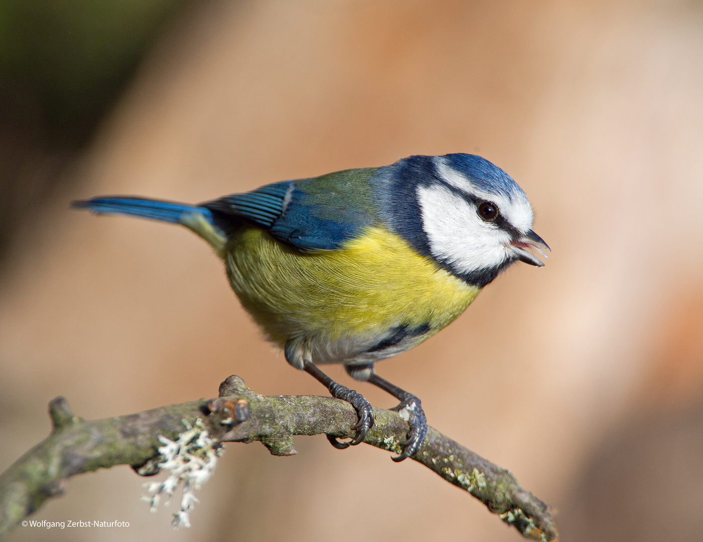 --- Blaumeise ---    ( Parus caeruleus )