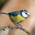 --- Blaumeise ---    ( Parus caeruleus )