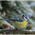 - Blaumeise - ( Parus caeruleus )