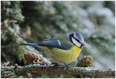 - Blaumeise - ( Parus caeruleus )