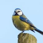 Blaumeise - Parus caeruleus 