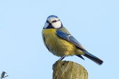 Blaumeise - Parus caeruleus 