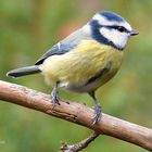 Blaumeise Parus caeruleus