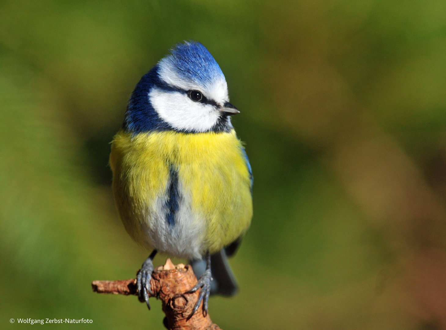 -- Blaumeise -( Parus caeruleus )