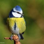 -- Blaumeise -( Parus caeruleus )