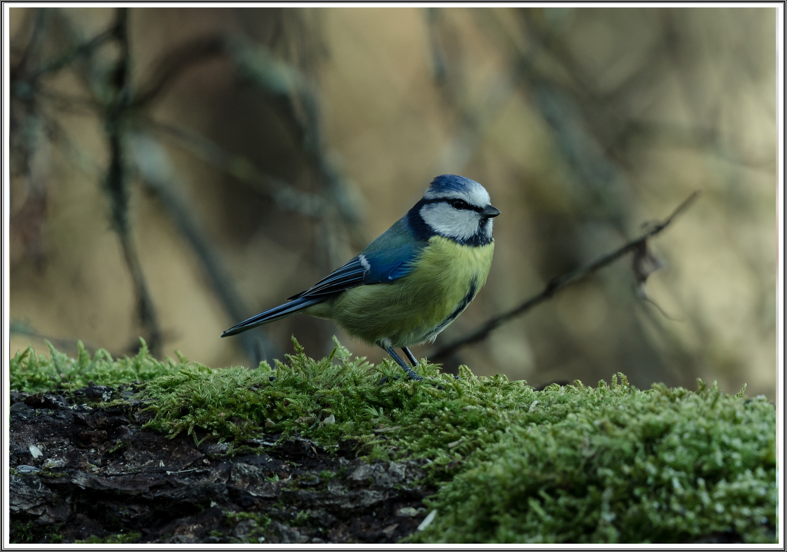 Blaumeise (Parus caeruleus)