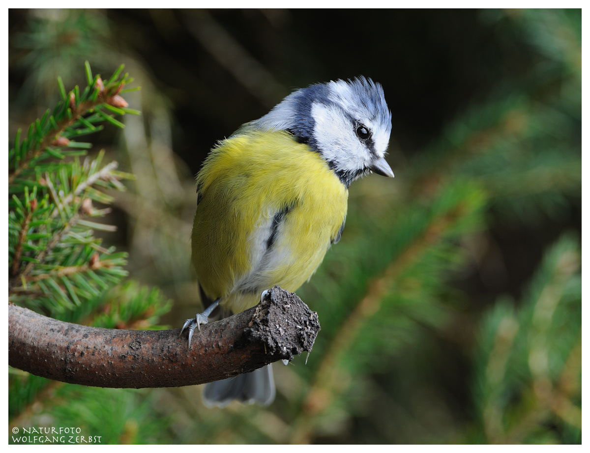 --- Blaumeise --- ( Parus caeruleus )