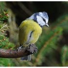 --- Blaumeise --- ( Parus caeruleus )