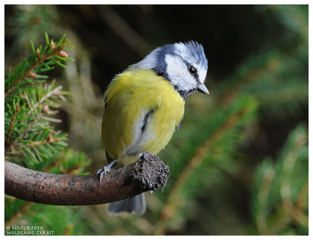 --- Blaumeise --- ( Parus caeruleus )