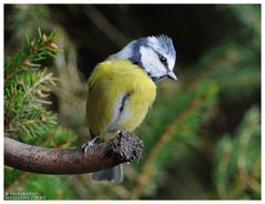 --- Blaumeise --- ( Parus caeruleus )