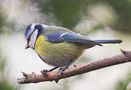 Blaumeise (Parus caeruleus) von Thomas Heyn