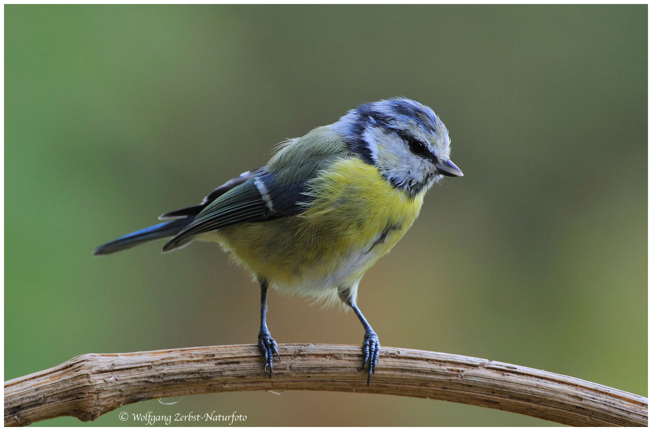 --- Blaumeise --- ( Parus caeruleus )