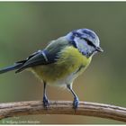 --- Blaumeise --- ( Parus caeruleus )