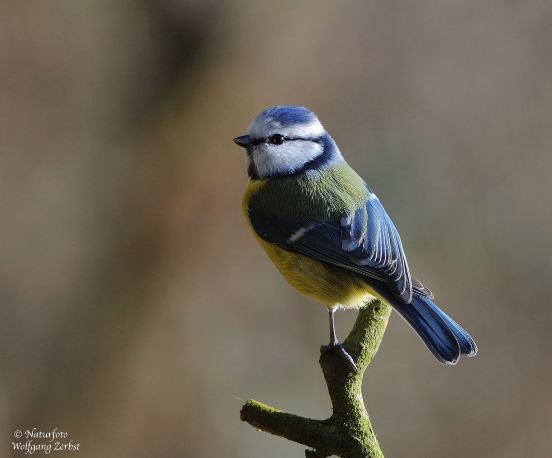 --- Blaumeise --- ( Parus caeruleus )