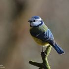 --- Blaumeise --- ( Parus caeruleus )