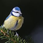 Blaumeise ( Parus caeruleus )