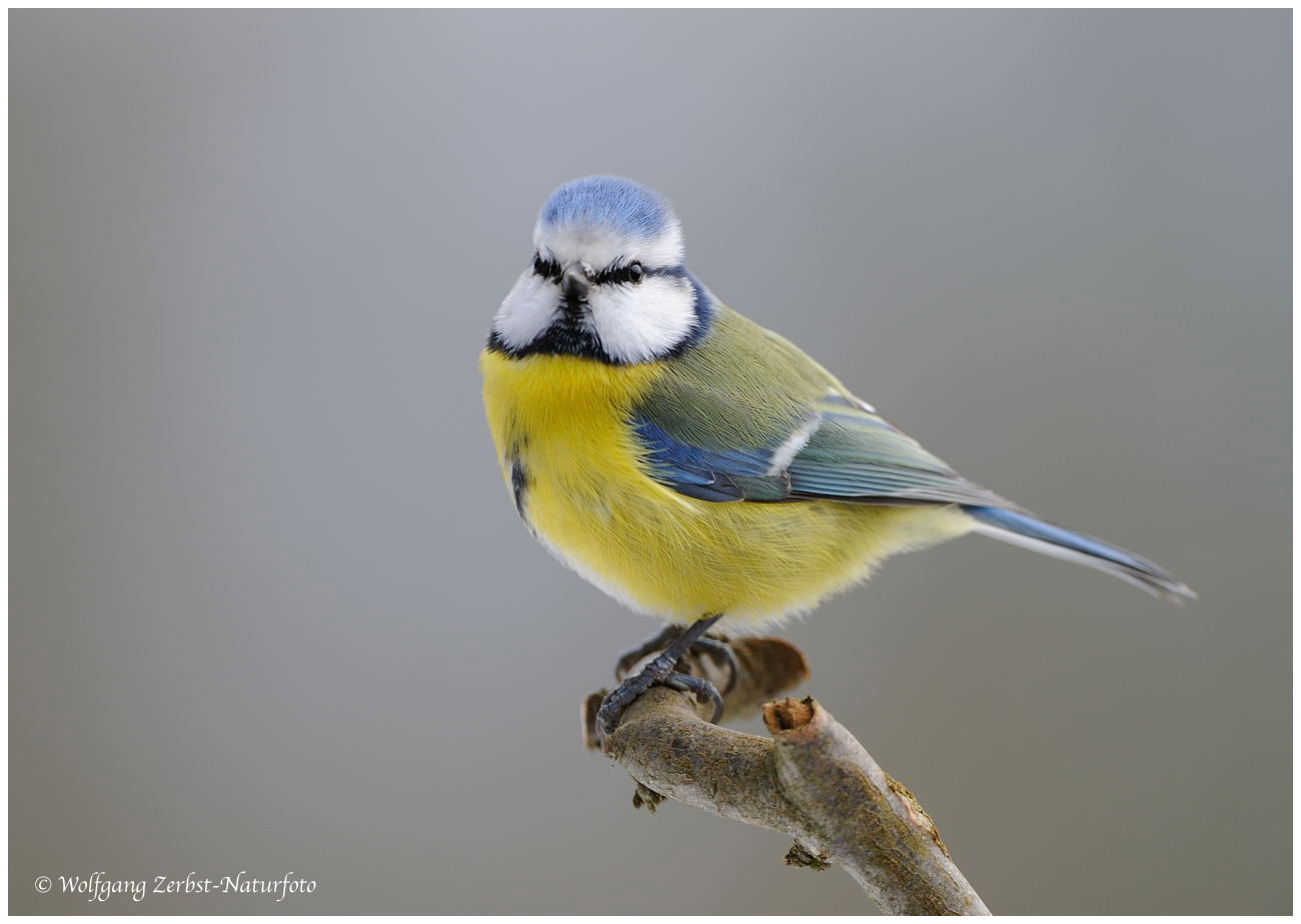 --- Blaumeise --- ( Parus caeruleus )