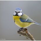 --- Blaumeise --- ( Parus caeruleus )